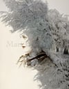 Ice Queen 8.5 x 11 Inch Surreal Art Winter Inspired Altered Antique Portrait