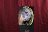 Skeksis #2