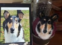 Image 1 of Smooth Collie Ornament