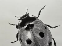 Image 2 of Ladybird Original Lino print