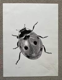 Image 3 of Ladybird Original Lino print