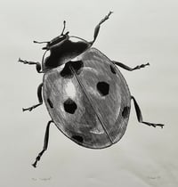Image 1 of Ladybird Original Lino print