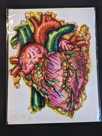 Image 1 of Original Artwork- Colorful Anatomical Heart 8.5x11 inches