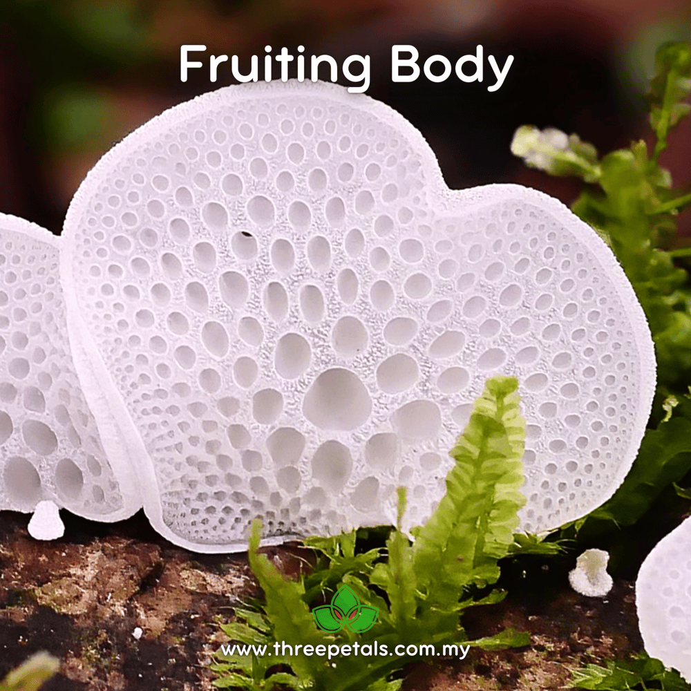 White Honeycomb (Favolaschia Pustulosa) Live Mycelium Mushroom Culture Spawn Seed