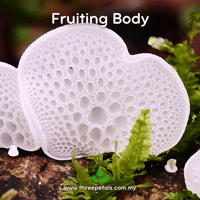 Image 2 of White Honeycomb (Favolaschia Pustulosa) Live Mycelium Mushroom Culture Spawn Seed