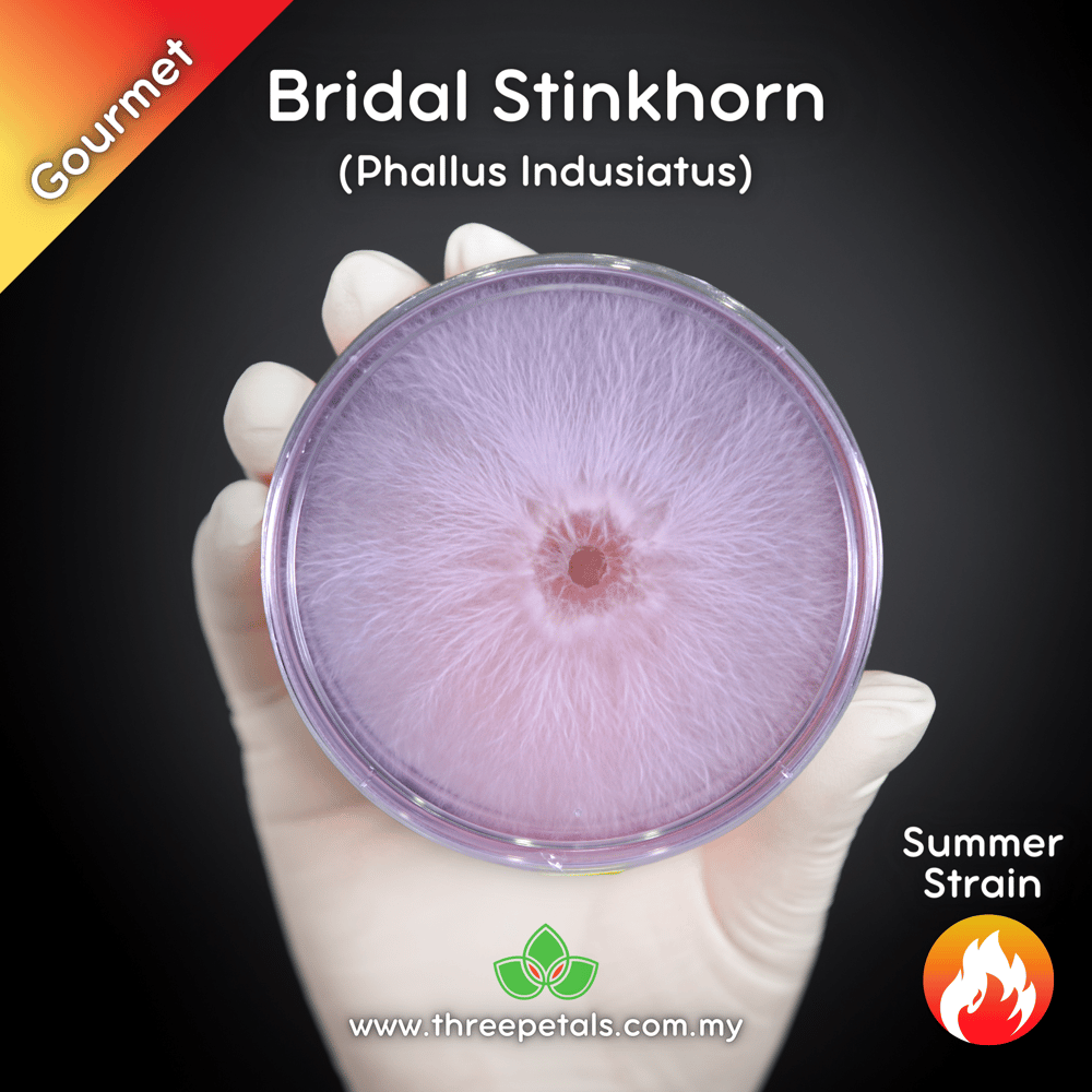 Bridal Stinkhorn (Phallus Indusiatus) Live Mycelium Mushroom Culture Spawn Seed