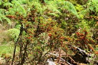 Image 2 of Coprosma quadrifida - Prickly Currant Bush