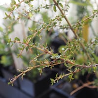 Image 3 of Coprosma quadrifida - Prickly Currant Bush