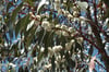 Eucalyptus pauciflora ssp. Pauciflora -  Snow Gum