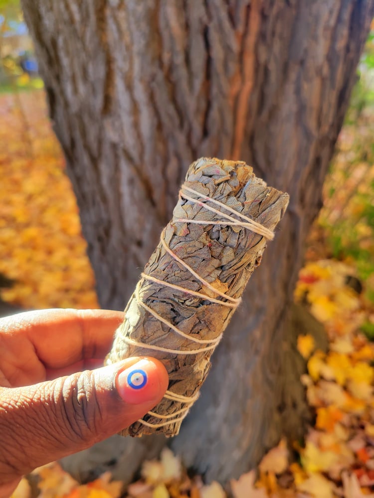 Image of White Sage