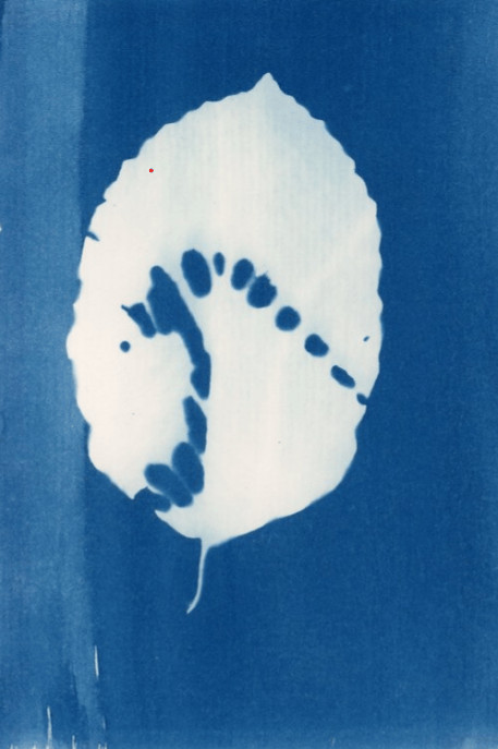 Image of Beech leaf print