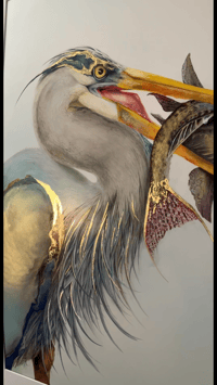 Image 4 of Blue Heron Fishing