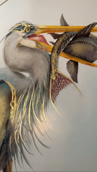 Image 5 of Blue Heron Fishing