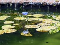 "Bellingrath Lily" - Prints