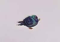 Image 1 of Pride Pigeon