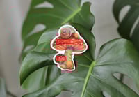Image 3 of Mushroom Snail