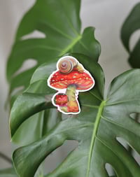 Image 5 of Mushroom Snail