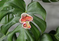 Image 4 of Mushroom Snail