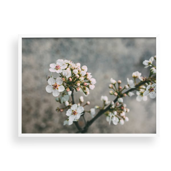 Image of Spring Blossom SAMPLES REDUCED