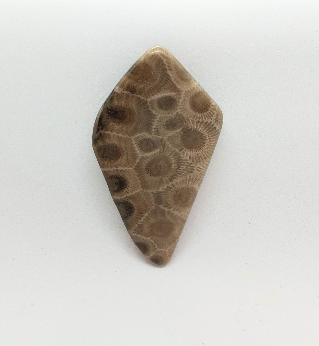 Image of Petoskey Stone #23-671