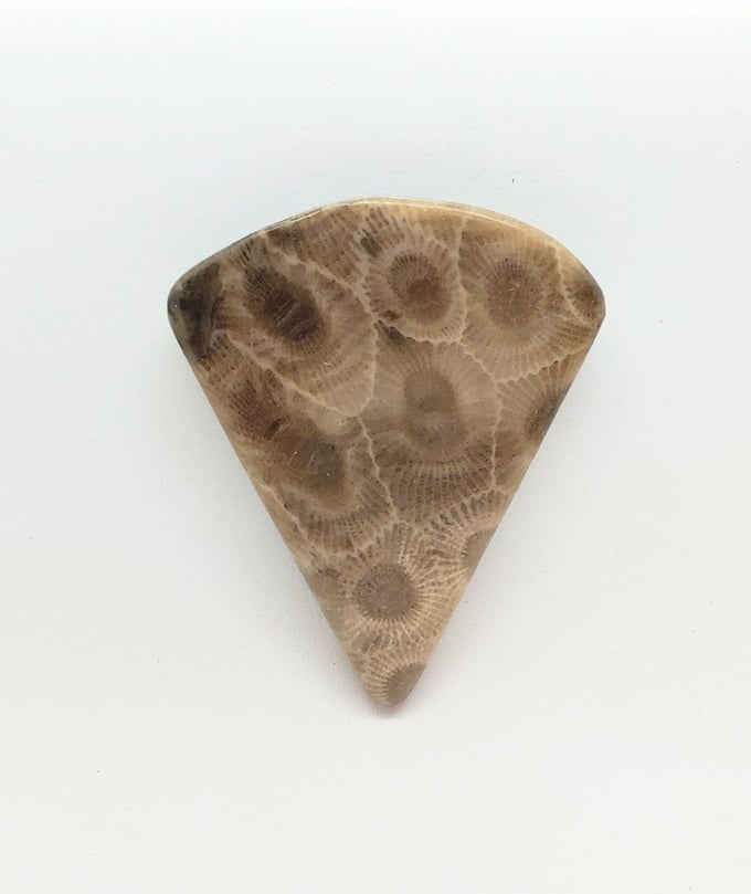 Image of Petoskey Stone #23-672