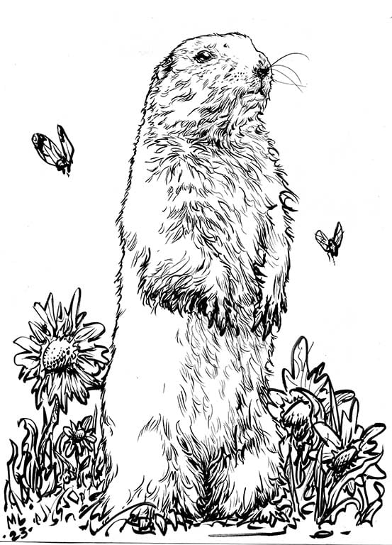 Image of Prairie Dawg inked original illustration 8.5x11