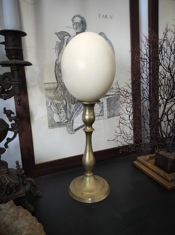 Image of Ostrich Egg