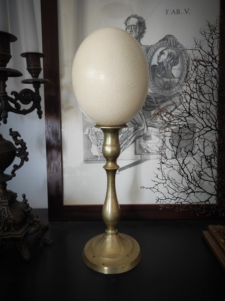 Image of Ostrich Egg