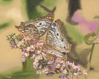 "Nymphalidae" - Prints