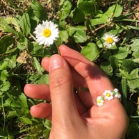 Daisy 