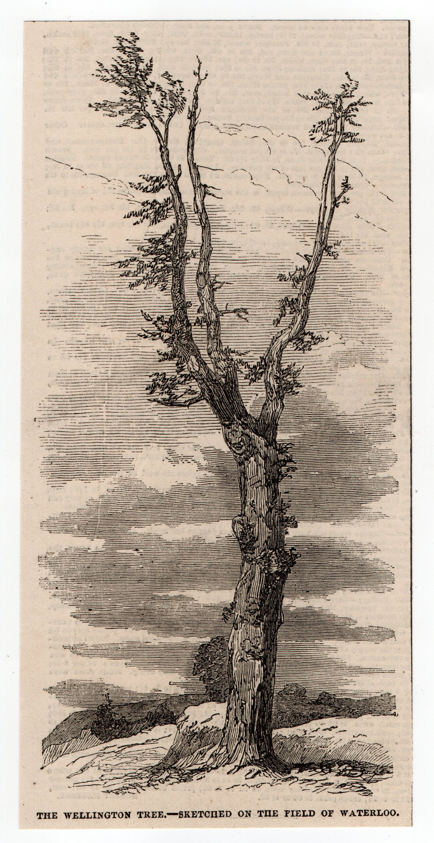 Image of Anna Atkins: the Wellington tree on the field of Waterloo ca. 1852