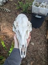 Black Tailed Doe Skull 