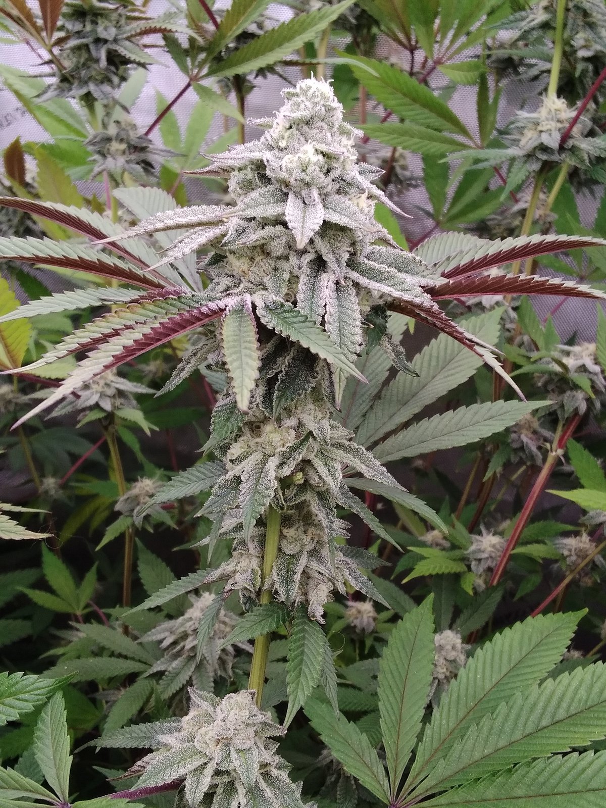 BushJelly | Mack's Terps