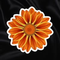 African Daisy