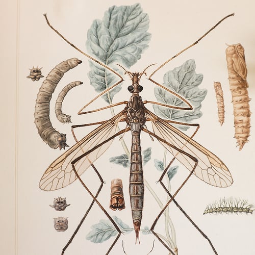 Image of Planche insectes tipulidae