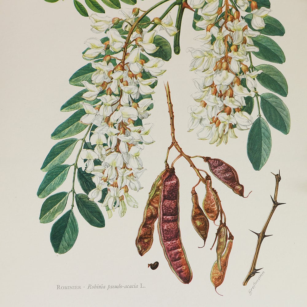 Image of Planche botanique Le robinier