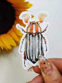 Image 1 of June Beetle Waterproof Sticker 