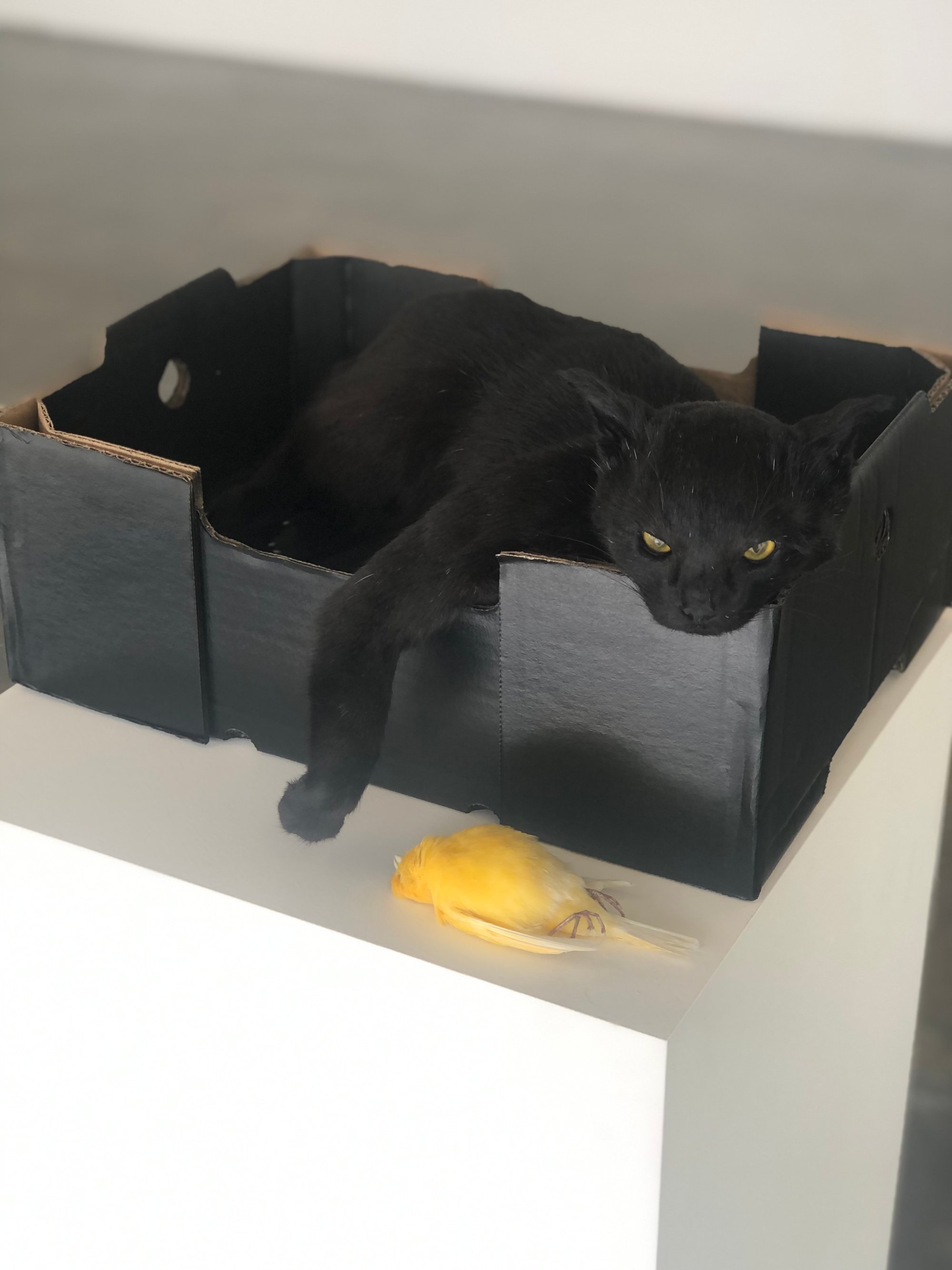 Image of Untitled (black cat with canary) 2023