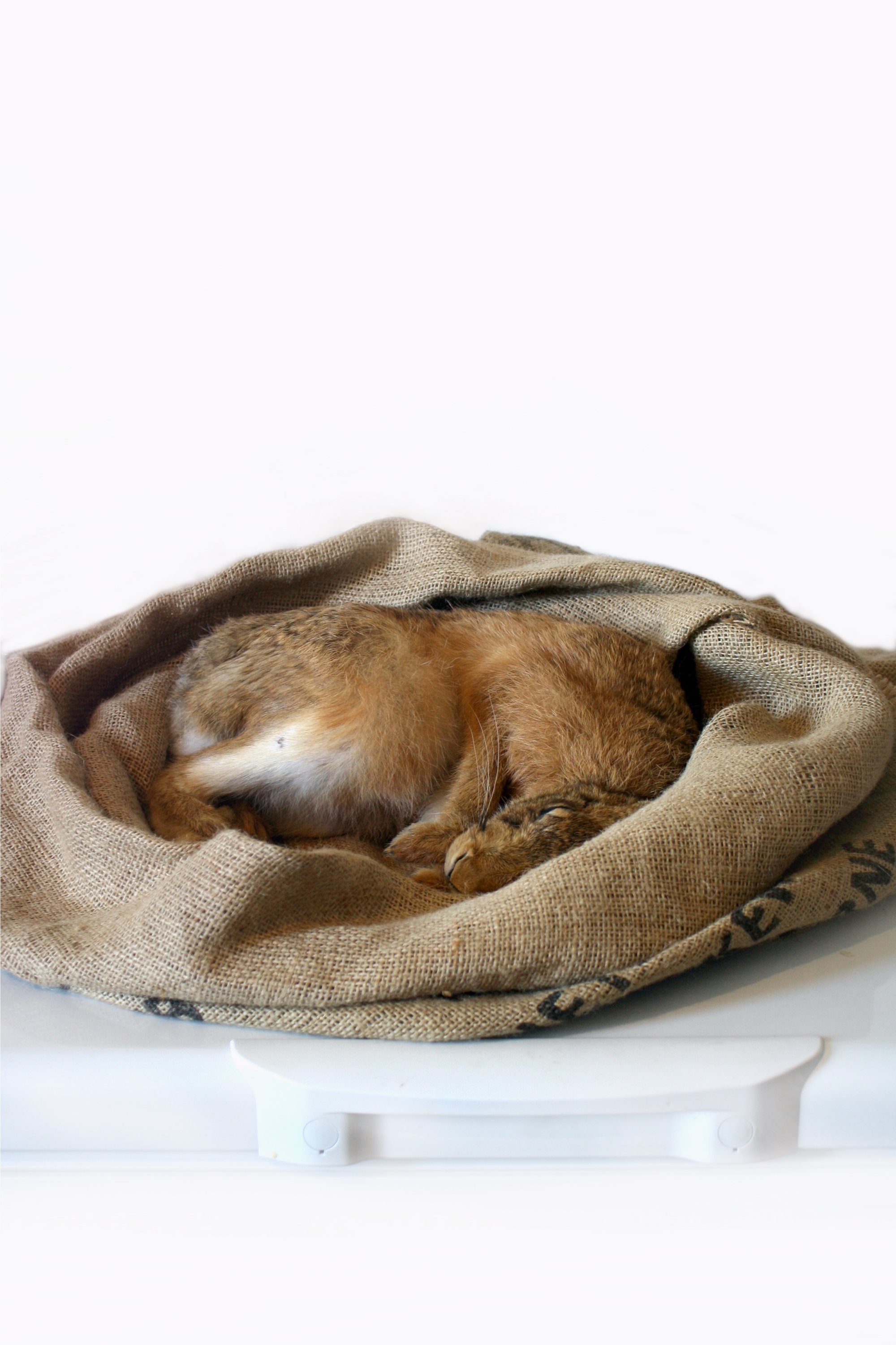 Image of Untitled (hare in coffee sack) 2021