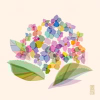 Image 1 of Hydrangea