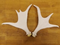 Image 5 of Replica Moose Antlers