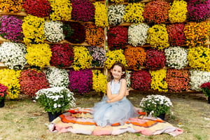 Image of Fall MUM WALL Minis 2023!!