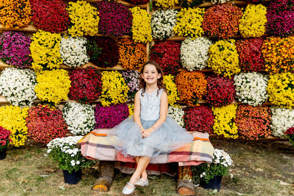 Image of Fall MUM WALL Minis 2023!!