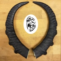 Image 1 of Small Replica Ibex Horns