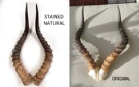 Image 2 of Replica Impala Antelope Horns