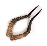 Image 1 of Replica Impala Antelope Horns