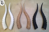 Image 1 of Replica Blesbok Horns