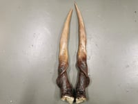 Image 2 of Replica Large Eland Horns