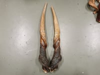 Image 3 of Replica Large Eland Horns