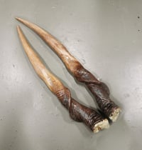 Image 1 of Replica Large Eland Horns